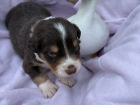 Australian Shepherd Welpen