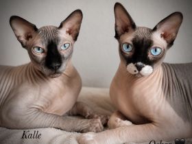 Kater Karlchen (5, Sphynx) sucht neuen Buddy für‘s Leben