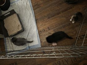 Kleiner grauer Kater sucht noch sein Zuhause