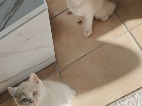 BKH Kitten Reinrassig
