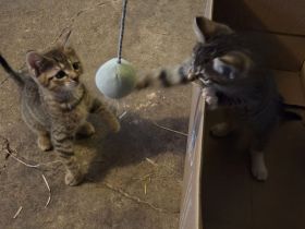 2 süße kleine Hauskatzen Mädchen 😻😻