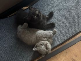 Noch 3 Bkh Kitten Verfügbar! Choko, beige und schwarz
