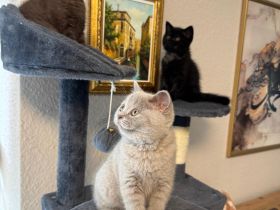 Noch 3 Bkh Kitten Verfügbar! Choko, beige und schwarz
