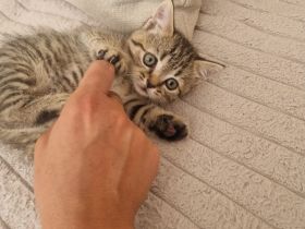 Noch 3 Bkh Kitten Verfügbar! Choko, beige und schwarz