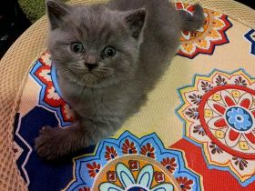 British katze BSH