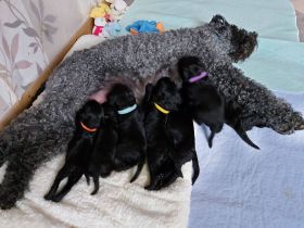 Kerry Blue Terrier  Welpen