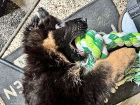 Deutsche Schäferhund Welpen (langstockhaar)