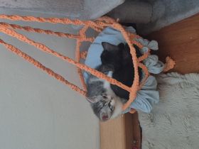 BKH kitten