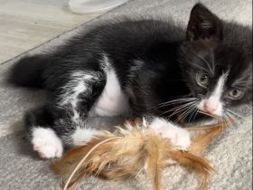 Kitten suchen ihr für immer zuhause
