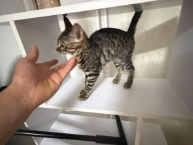 Bengalkatze (4 Monate) sucht ein liebevolles Zuhause 🐾