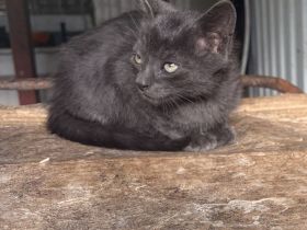 BKH Mix Kitten Glückskätzchen