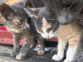 BKH Mix Kitten Glückskätzchen