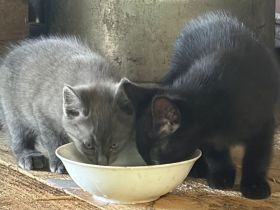 Süße Maikitten suchen neuen Dosenöffner