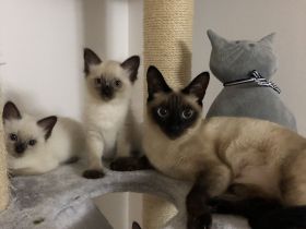 Reinrassige Siam Kitten, Siambaby, Babykatzen , blaue Augen,Blue-Point,Seal-Point