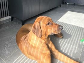 Rhodesian Ridgeback Rüde