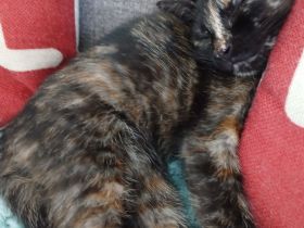 EKH Kitten abzugeben