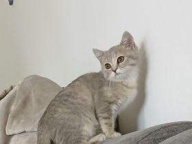 BKH Kitten abzugeben