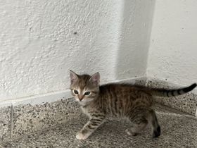 4 Kitten im Verkauf