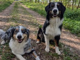 Australian Shepherd Welpen