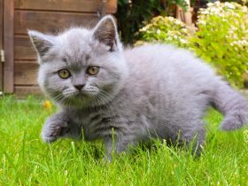 Umzugsbeteit! Reinrassige, geimpfte, BKH Kitten Katzen Kater Britisch Kurzhaar Farbe Blau