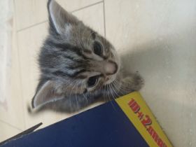 Kitten sofort abzugeben