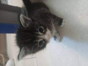 Waldkatzen/Hauskatzen Mix Kitten