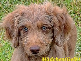 Bezaubernde Doodle Welpen (Goldendoodle × Leopard-Labrador) SofortAuszugsbereit!