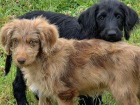 Doodle-Mix-Welpen (Goldendoodle × Leopard-Labrador) geimpft & bereit fürs neue Zuhause!