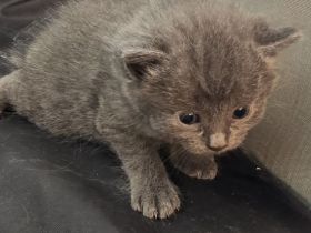 Babykatzen katzenbabys
