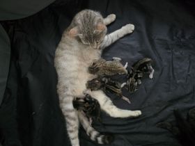 Babykatzen