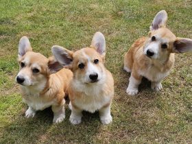 Corgi Welpen