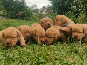 Labrador Welpen Foxred Familienzucht aus europäischen Spitzenzuchten