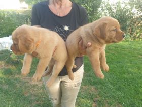 Labrador Welpen Foxred Familienzucht aus europäischen Spitzenzuchten