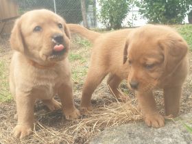 Labrador Welpen Foxred Familienzucht aus europäischen Spitzenzuchten