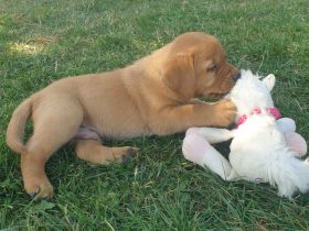 Labrador Welpen Foxred Familienzucht aus europäischen Spitzenzuchten