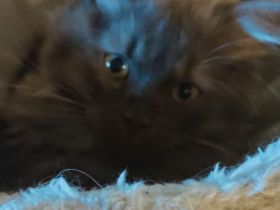 🐾 Zwei bezaubernde BKH-Kätzchen suchen ein liebevolles Zuhause 🐾