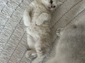 Wundervolle BKH Kitten