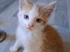 Katzenbabys