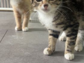 BKH Mix Kitten - 3 Monate alt - Abgabe in liebevolle Hände ❤️