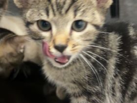 BKH Mix Kitten - 3 Monate alt - Abgabe in liebevolle Hände ❤️