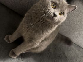 Kater Jango sucht neues Heim