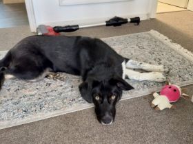 Jung, verspielt und voller Liebe: Gromit sucht liebevolles Zuhause!