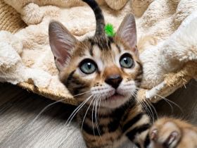 Zauberhafte Bengal kitten aus liebevoller Zucht