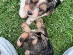 Liebevolle Yorkshire-Terrier-Welpen suchen ein neues Zuhause