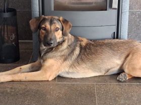 Timba sucht ein neues Zuhause