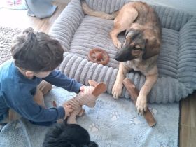 Timba sucht ein neues Zuhause