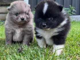 Pomeranian Zwergspitz Welpen Teddy-Gesichter mit wunderschönem Fell
