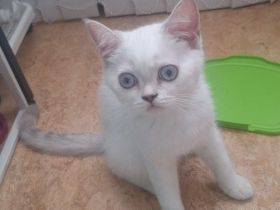 Dringend suchen BKH Kitten neues Zuhause