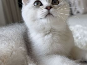 Bkh britisch kurzhaar kitten Silver shadad