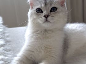 Bkh britisch kurzhaar kitten Silver shadad